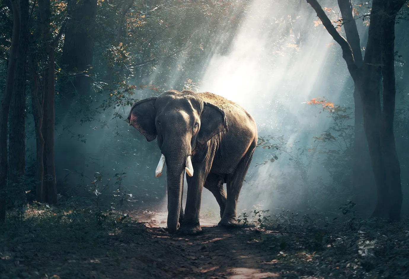 Animal World channels – IPTV nature content